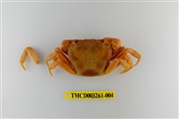 藏品(拉氏清溪蟹)的圖片